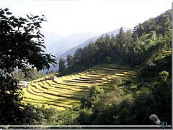 Nepal. Terrasserne med rismarker [Klik for et strre billede]