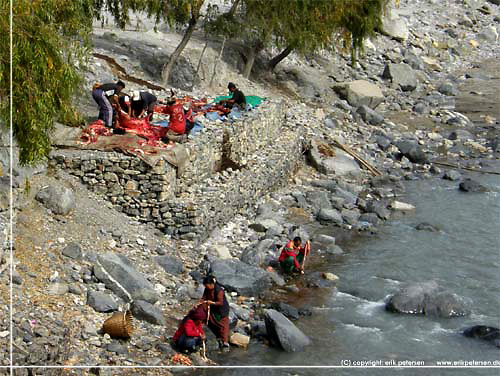 Nepal. Jomsom. P flodbredden nedenfor hngebroen er en gruppe mennesker i gang med at partere en okse [copyright: Erik Petersen]