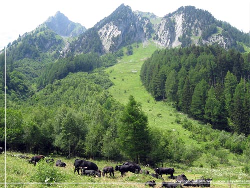 TMB. P de lave skrninger, med bjergene som baggrund, ses nok indbegrebet p billedet af Alpeland: Store sorte ker, med klokker om halsen, der grsser arealet