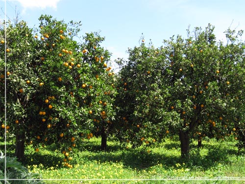 Det er her duften af de mange appelsin trer i fuldt flor, p begge sider af vejen, er strkest. Andre trer bugner af modne frugter