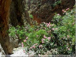 Kretas klfter. Nerium Oleander er talrig og pryder klfterne