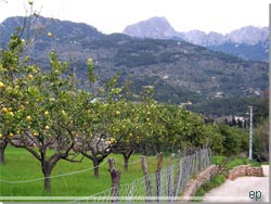 Mallorca. Den lille smalle vej omkranset af stengrder og appelsinlunde