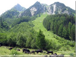 TMB. Billedet af Alpeland: Store sorte ker grsser p de lave bjergskrninger