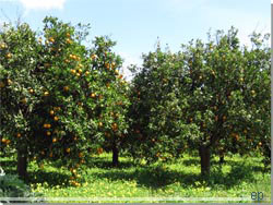 Appelsin trer i fuldt flor